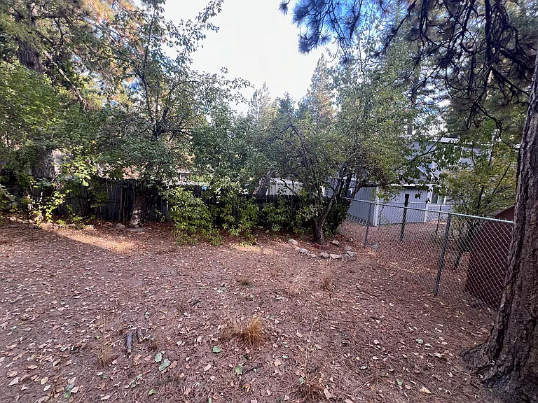 Back yard with apple tree.