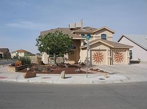 444 Desert Dandelion