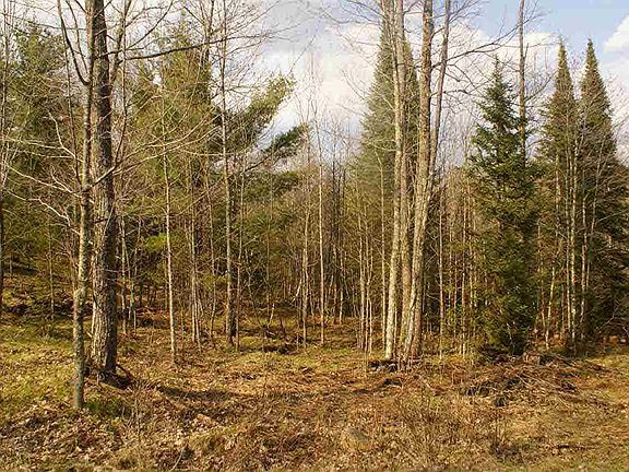 4th image of xx County Hwy A Lots 19 and 20 of Majestic Pines Estates