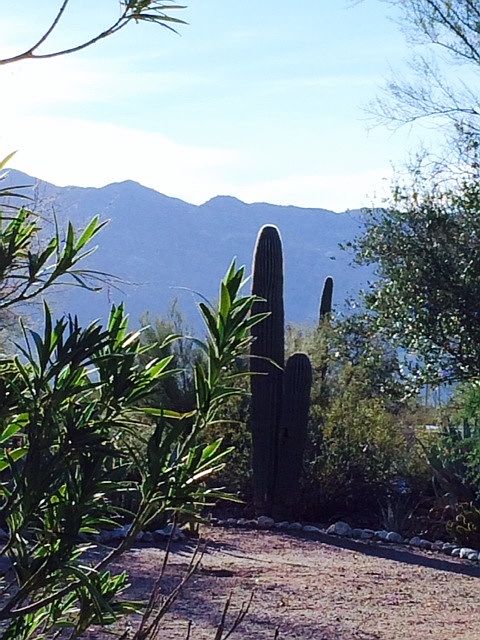 Mountain views and morning sunshine