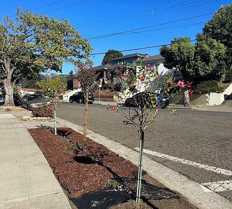 Newly planted in front of house