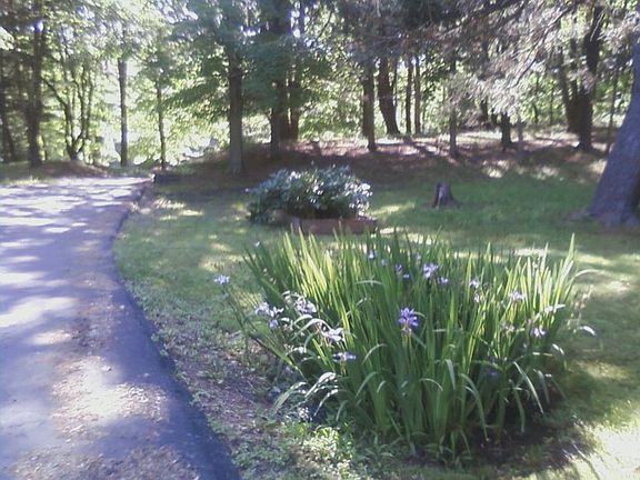 Iris and Peony's June