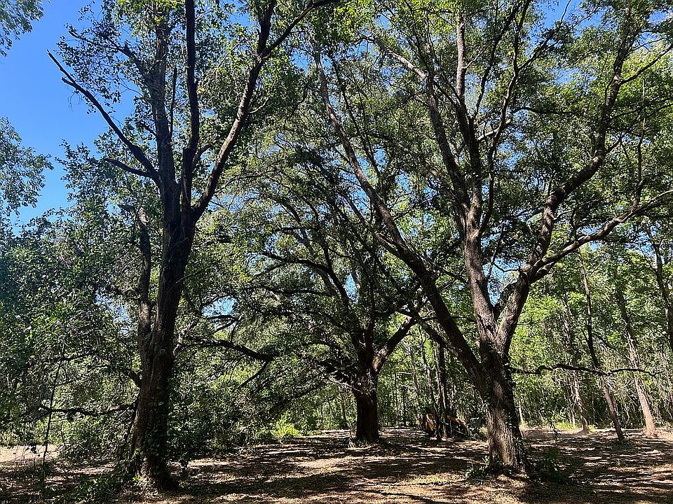Beautiful granddaddy oaks!