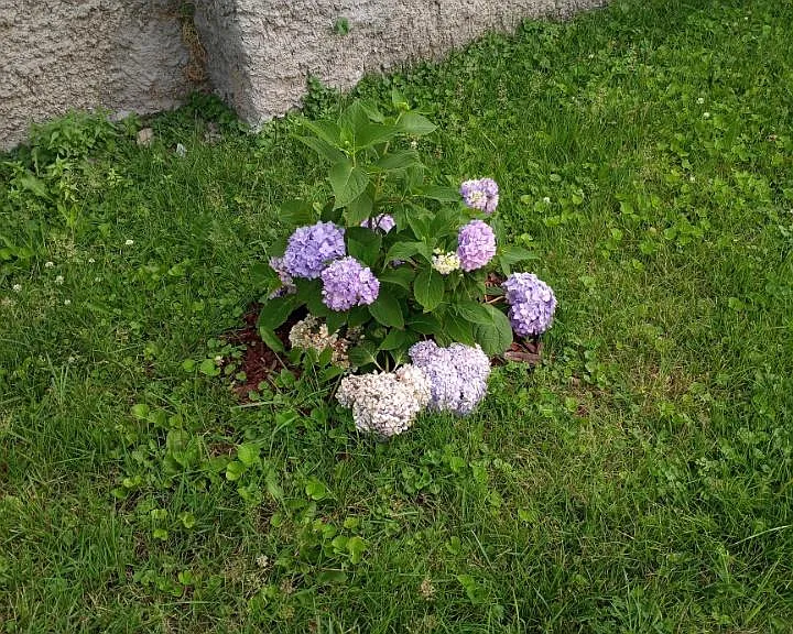 Blue hydrangea