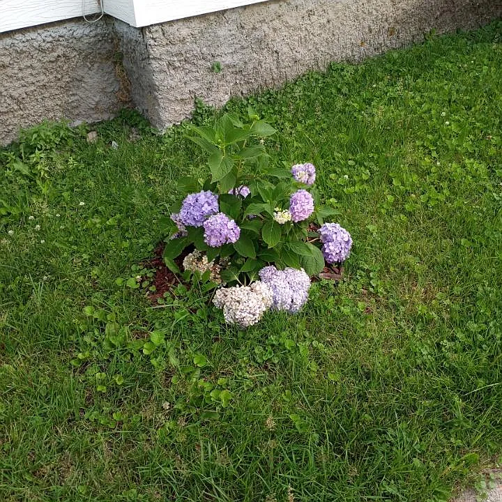 Blue hydrangea