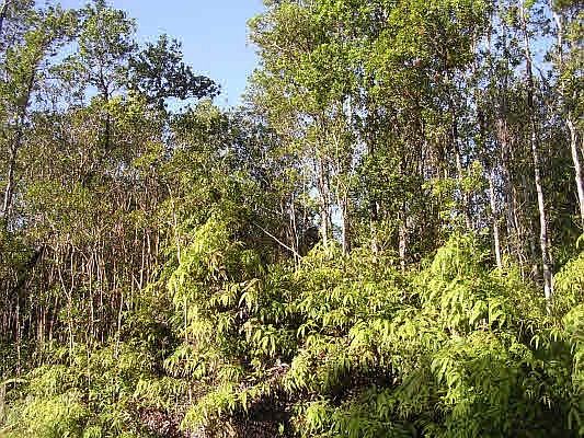 1st image of Lehua St Lot 7128