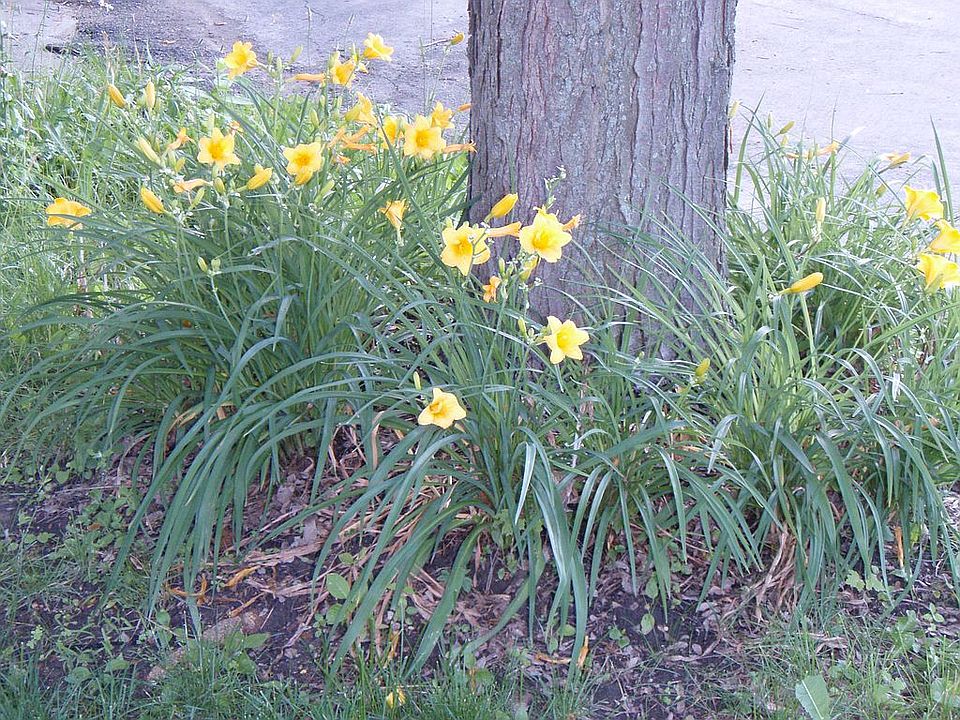 Front garden