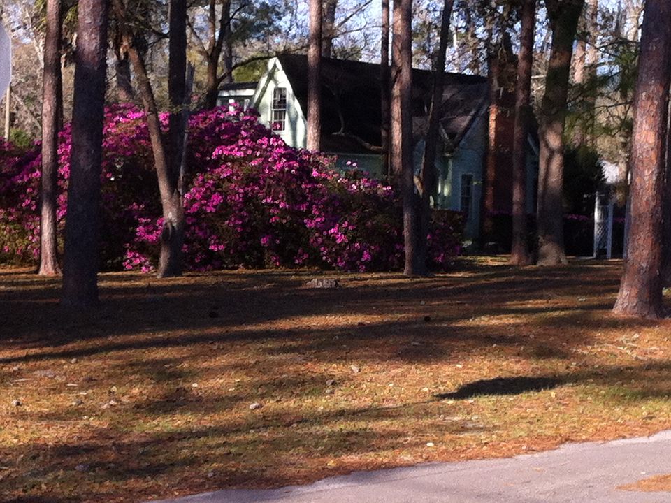 Springtime NW 188th Ave