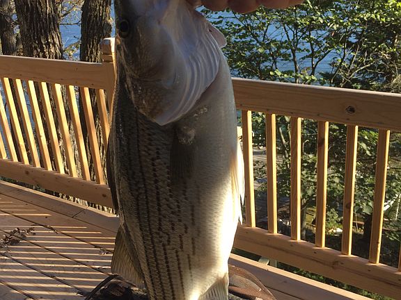 Did I mention? Great fishing