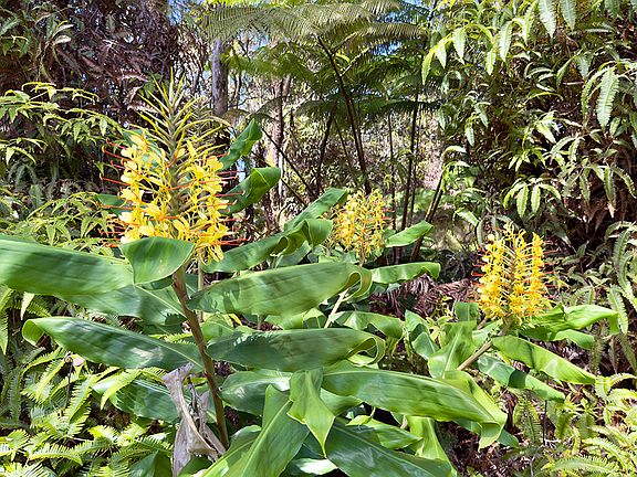 4th image of Nahelenani St Lot 53-B-529