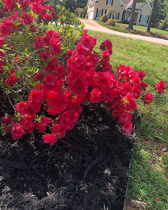 Azaleas