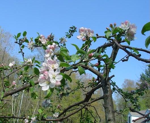 Apple Tree