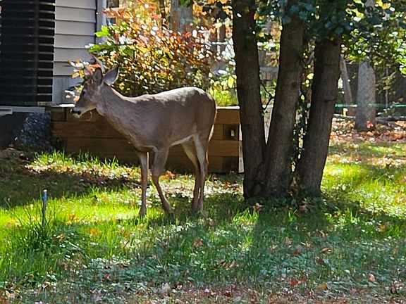 3rd image of 1217 Cross Rd