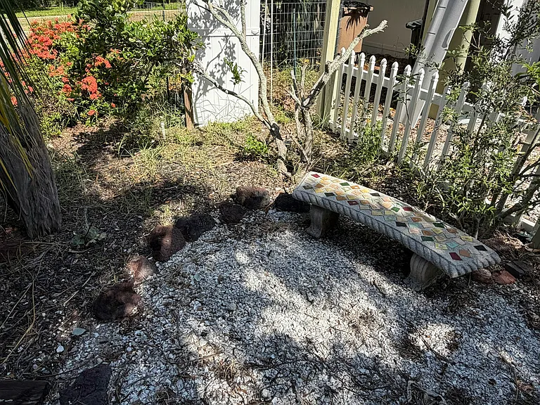 Back little garden