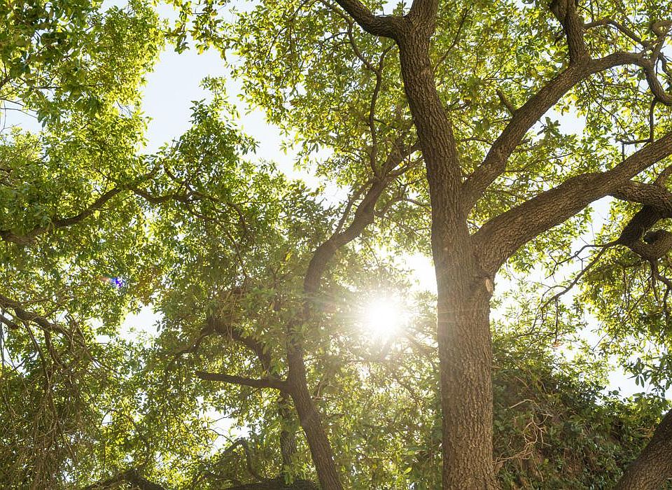 Meadow at Jones Dairy Townhomes by Drees Homes in Wake Forest NC Zillow