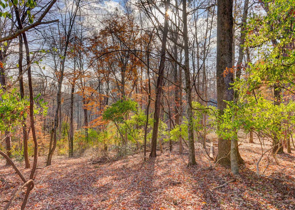 2nd image of 1922 Dogwood Ln