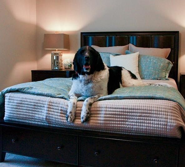 Pets are welcome at Williamsburg!