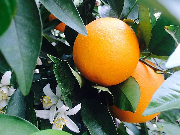 Delicious fruit and scent!