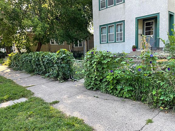 Ivy along chain link fence