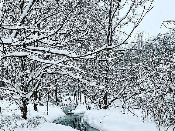 Back yard in winter