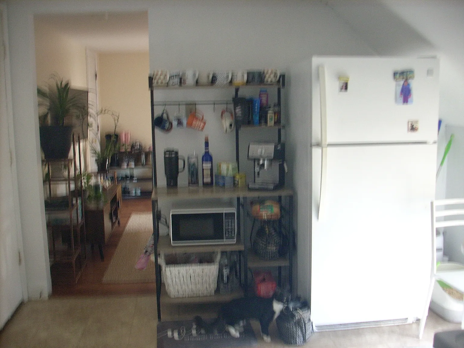 1 bed, 550 sqft, $1,255 — Photo 3