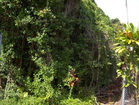 2nd image of Hokulani