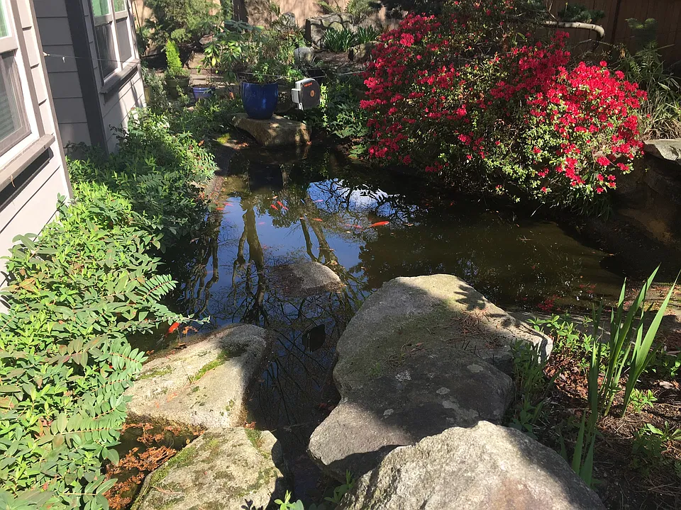 Pond