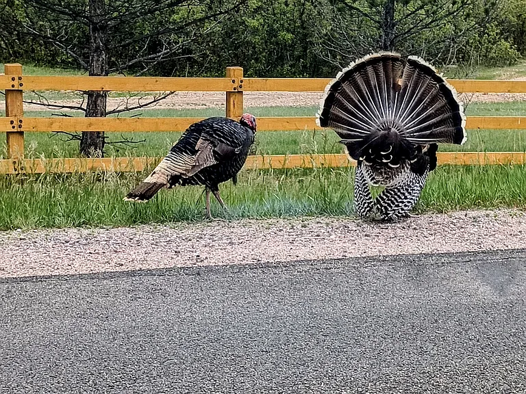 Wild Turkey everywhere