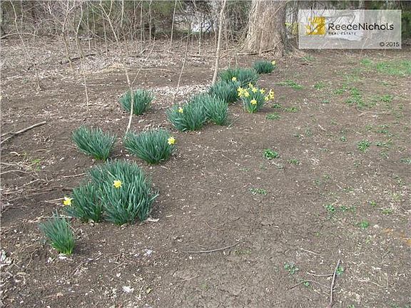 Daffodils in bloom.