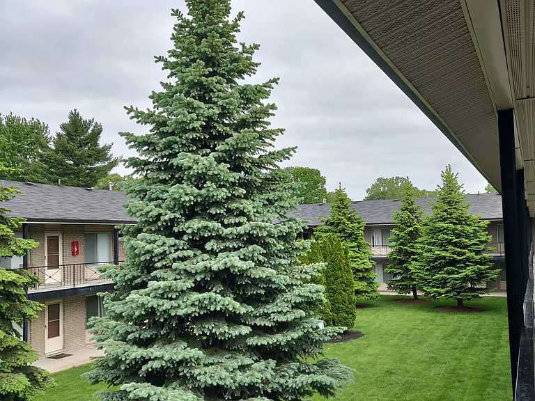 Silver Pines Apartments — Photo 10