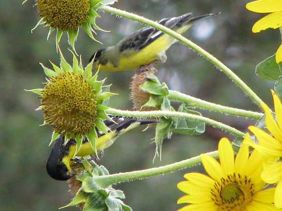 Finches love sunflowers