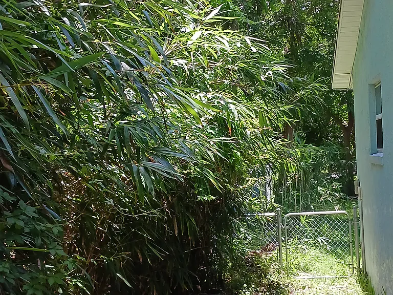 Walkway to backyard