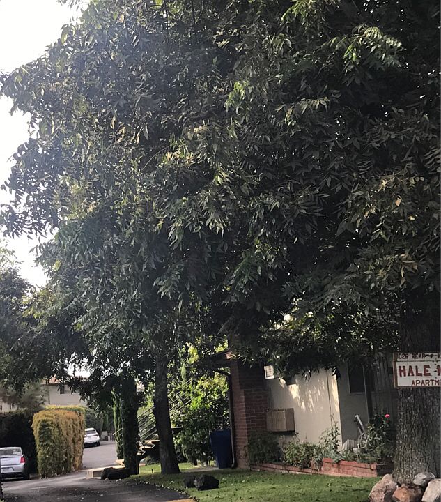 1st image of 1026 W Huntington Dr #11518723