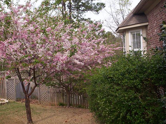 2 of the 4 cherry trees in front/side of home