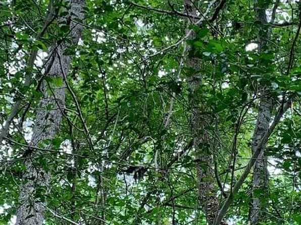 0 Bailey Grove Rd, Montgomery, TX 77356