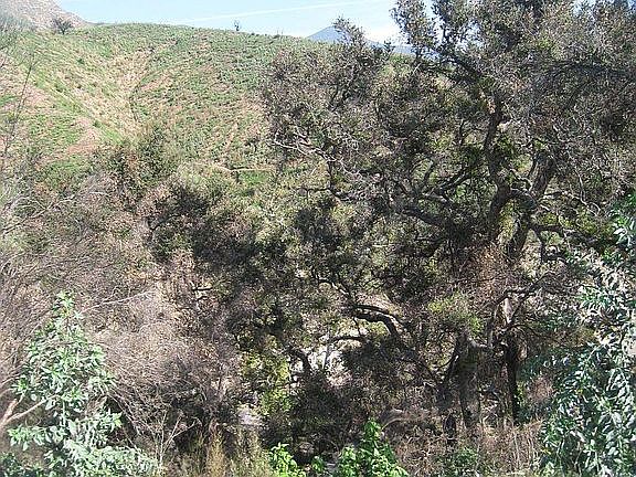Oak trees