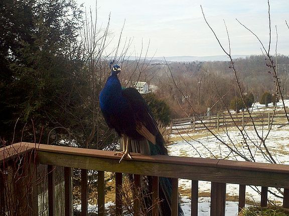 Winter out Kitchen Window
