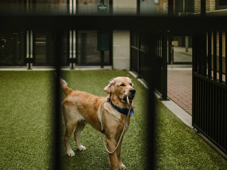 Pet Relief Area