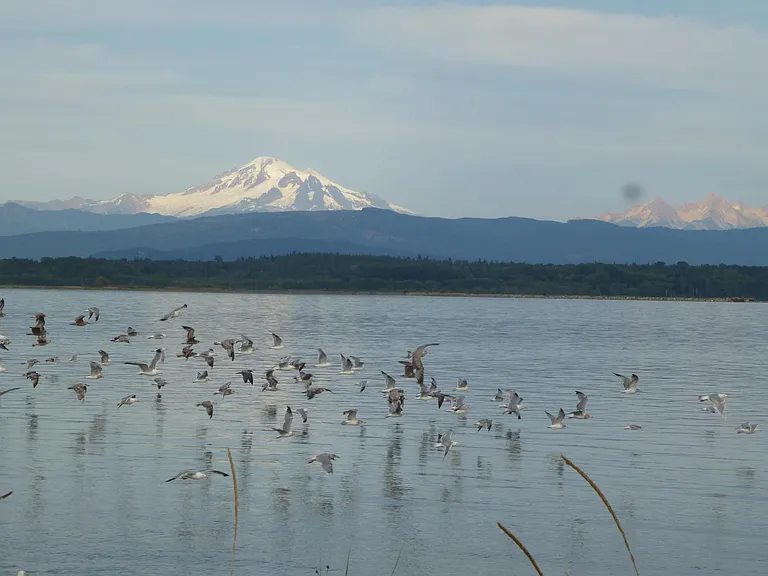 The view we never tire of: Mount Baker, the Sisters and Lummi Bay.