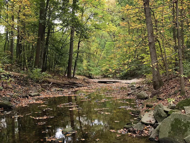 Wooded paths for walking and biking