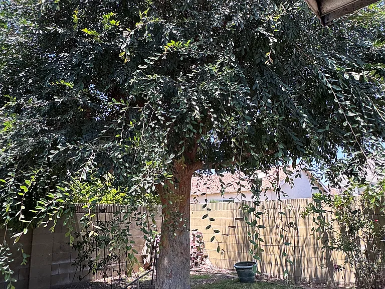 Back Yard Tree perfect for Kids Treehouse