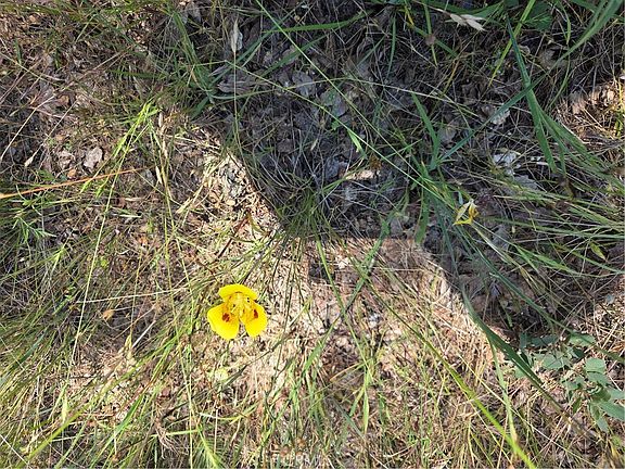 2nd image of 17087 Laramie Point