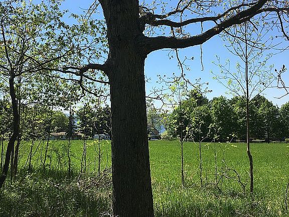 view from favorite oak