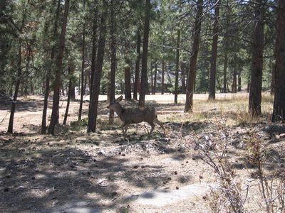 4426 Ohtama Dr, Evergreen, CO, 80439