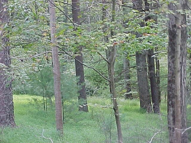 2nd image of Deep Hollow Ln