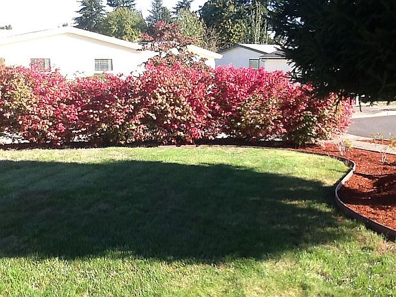 Front yard