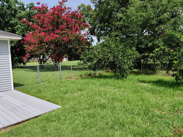 Tangerine tree, fence and deck.