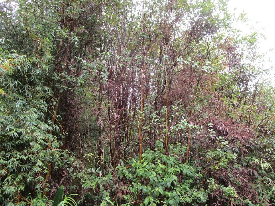 2nd image of Ka Nani Rd Lot 4