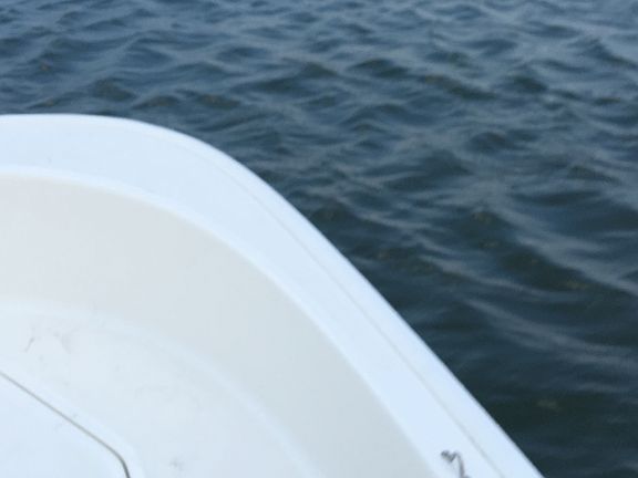 Dolphin playing in the creek