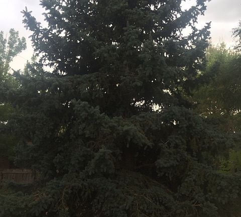 Amazing trees